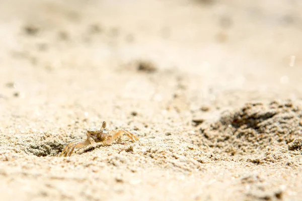 Små krabbor på stranden — Stockfoto