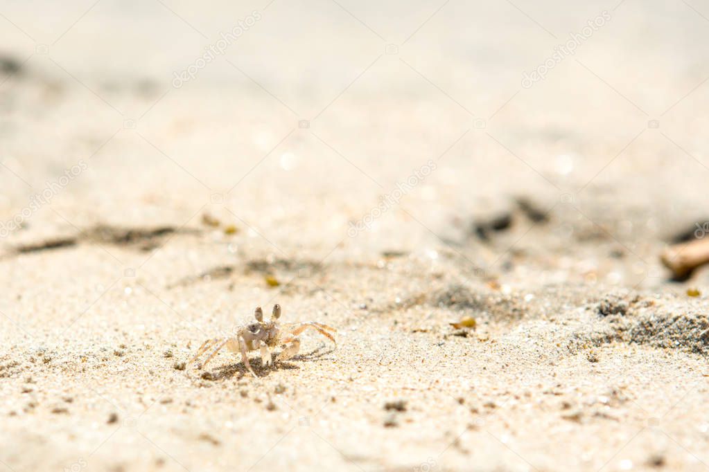 Small crabs on the beach