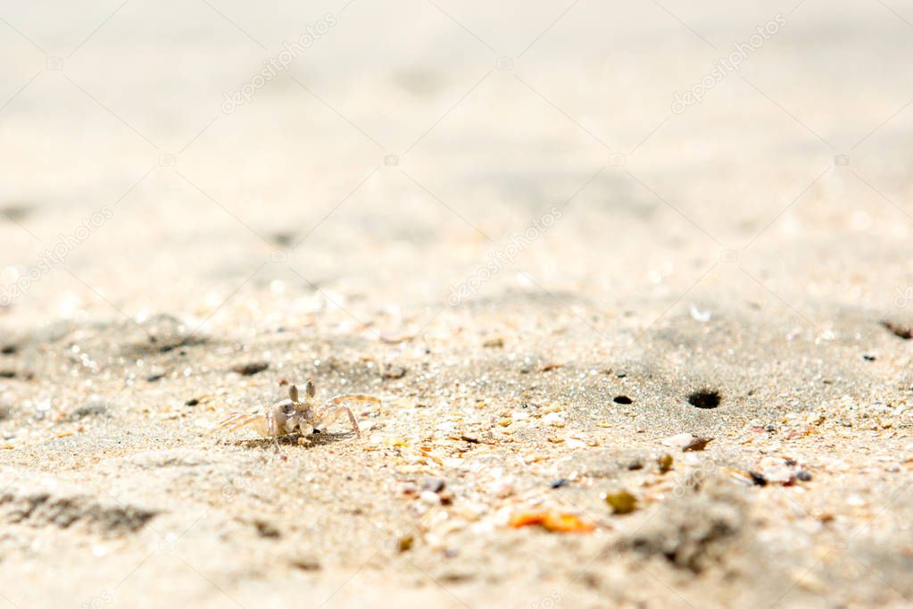 Small crabs on the beach