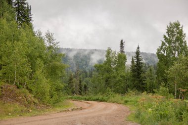 Orman iz gece yağmurdan sonra sisli bahar sabahı.