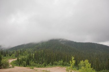 Orman iz gece yağmurdan sonra sisli bahar sabahı.