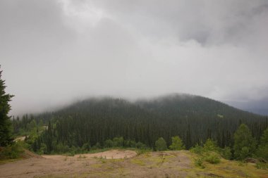 Orman iz gece yağmurdan sonra sisli bahar sabahı.
