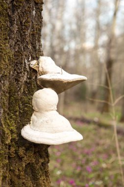 Birch Polypore - Piptoporus betulinus