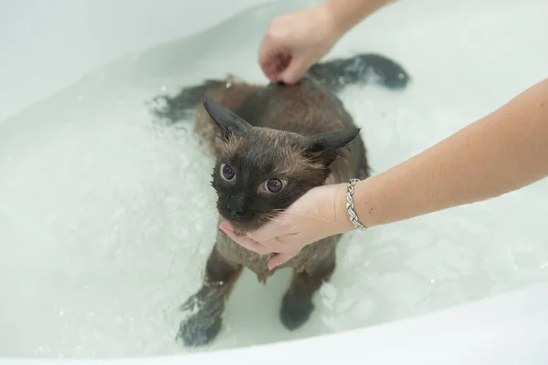Kedi banyosu. Islak kedi. Kedi banyoda yıkanmayı sevmez.