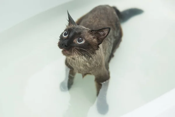 Bain de chat. Chat mouillé n'aime pas se laver dans la salle de bain — Photo