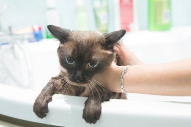 Kedi banyosu. Islak kedi. Kedi banyoda yıkanmayı sevmez.