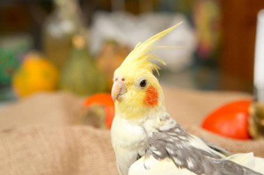 Sarı corella papağan kırmızı yanakları ve uzun tüyleri ile