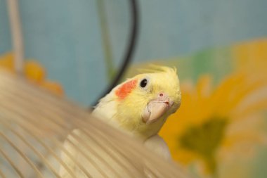 Sarı corella papağan kırmızı yanakları ve uzun tüyleri ile