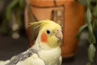 Sarı corella papağan kırmızı yanakları ve uzun tüyleri ile