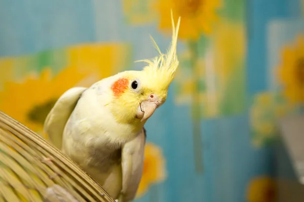 Sarı corella papağan kırmızı yanakları ve uzun tüyleri ile