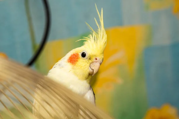 Un loro corella amarillo con mejillas rojas y plumas largas —  Fotos de Stock