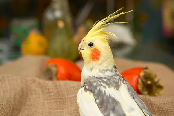 Een gele corella papegaai met rode wangen en lange veren — Stockfoto