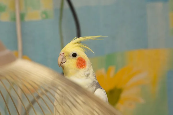 Un pappagallo corella giallo con guance rosse e piume lunghe — Foto Stock