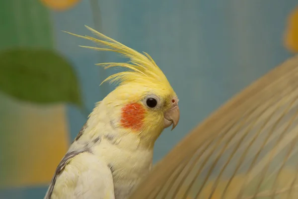 Ein gelber Corella Papagei mit roten Wangen und langen Federn — Stockfoto