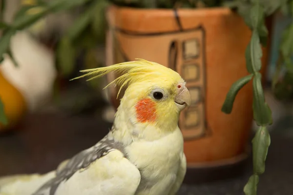 Un loro corella amarillo con mejillas rojas y plumas largas —  Fotos de Stock