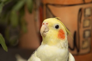 Sarı corella papağan kırmızı yanakları ve uzun tüyleri ile