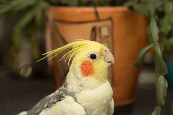 Жовтий папуга з червоними щоками і довгим пір'ям — стокове фото