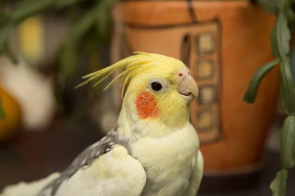 Un perroquet corella jaune avec des joues rouges et de longues plumes — Photo