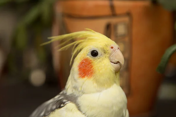 Žlutý corella papoušek s červenými tvářemi a dlouhé peří — Stock fotografie