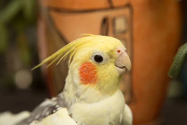 Un loro corella amarillo con mejillas rojas y plumas largas —  Fotos de Stock