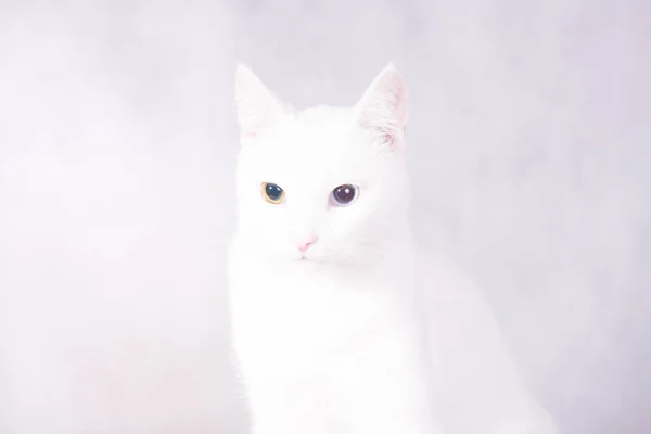 Porträt Einer Weißen Katze Mit Heterochromie Seltsamen Augen Die Die — Stockfoto