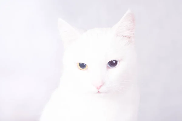 Porträt Einer Weißen Katze Mit Heterochromie Seltsamen Augen Die Die — Stockfoto