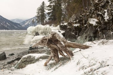 Teletskoye Gölü 'nün kıyı şeridi, kışın gök gürleyen dalgalarla. Rusya