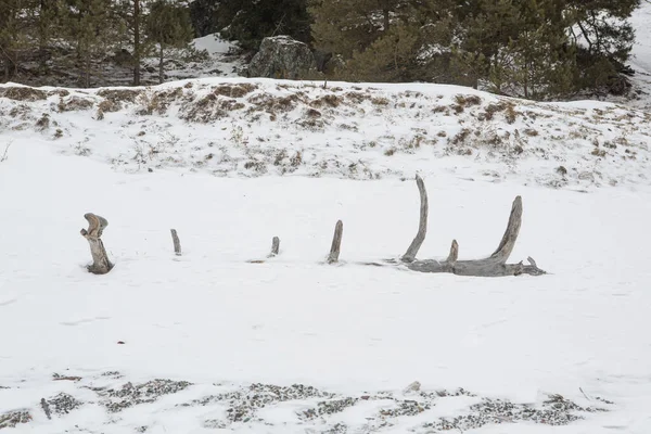 Abstrato Figura Árvore Empecilho Costa Inverno — Fotografia de Stock