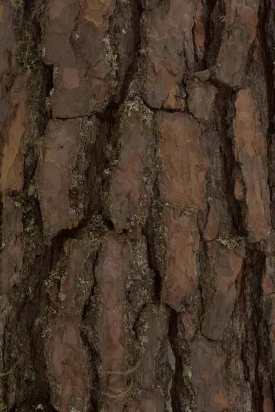 Dop Van Een Pijnboom Textuur — Stockfoto