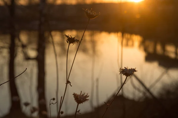 Image Silhouette Brin Herbe Coucher Soleil — Photo