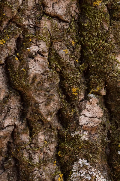 Textura Záběru Hnědé Kůry Stromu Výplň — Stock fotografie