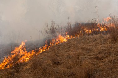 Orman yangını, orman yangını gündüz vakti kapanıyor..