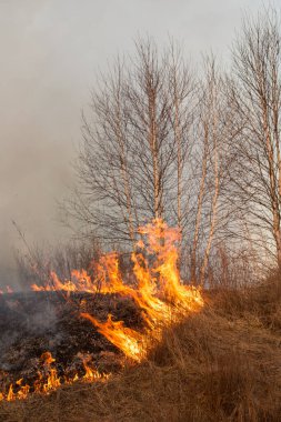 Orman yangını, orman yangını gündüz vakti kapanıyor..