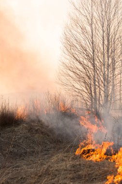 Orman yangını, orman yangını gündüz vakti kapanıyor..
