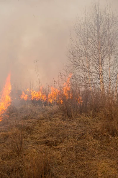 Лісова Пожежа Дикий Вогонь Закриваються Вдень — стокове фото