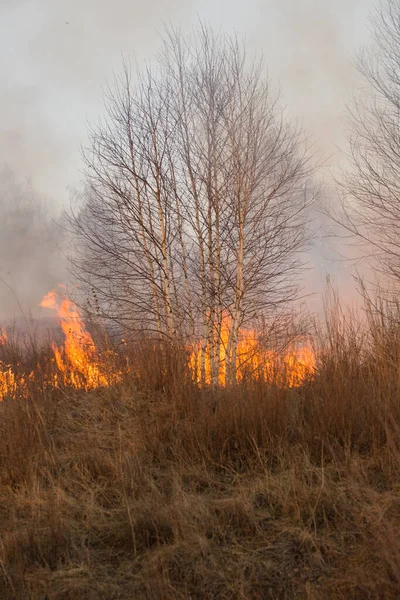 Incendio Boschivo Wildfire Vicino Durante Giorno — Foto Stock