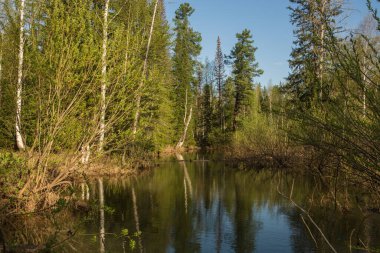 Güneşin doğuşunda sisli bir bataklık