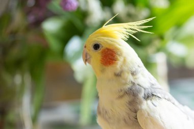Corella papağan kırmızı yanakları ve uzun tüyleri ile