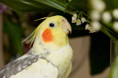 Corella papağan kırmızı yanakları ve uzun tüyleri ile