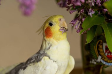 Corella papağan kırmızı yanakları ve uzun tüyleri ile