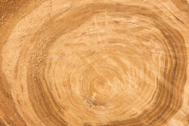 Ağaç kesimi, doğal arka plan.