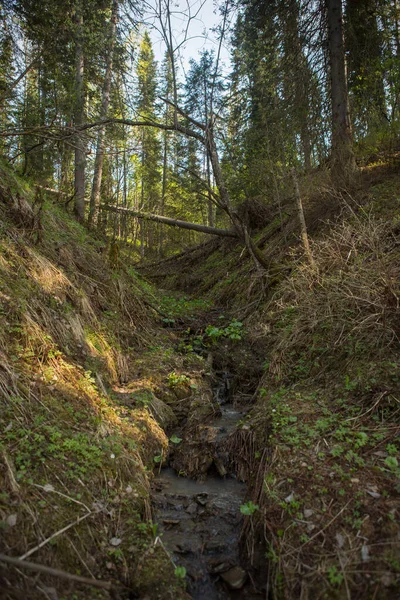 Hermoso Bosque Verde Con Musgo Pequeños Barrancos Trincheras Posguerra — Foto de Stock