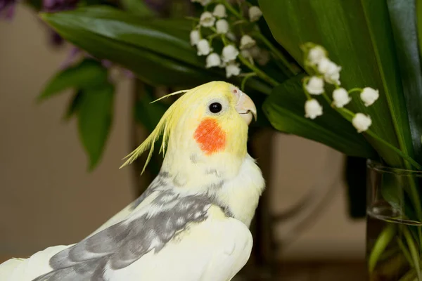 Papagaio Corela Com Bochechas Vermelhas Penas Longas — Fotografia de Stock