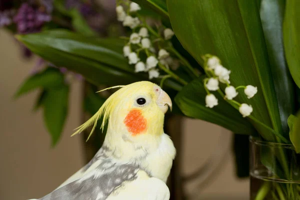 Corella Papagei Mit Roten Wangen Und Langen Federn — Stockfoto