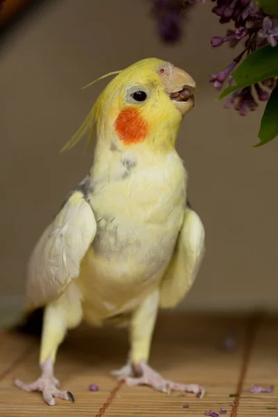 Corella Papegaai Met Rode Wangen Lange Veren — Stockfoto