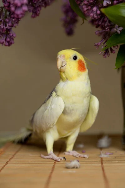 Kakadua Papegoja Med Röda Kinder Och Långa Fjädrar — Stockfoto