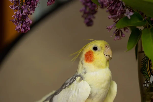 Corella Papağan Kırmızı Yanakları Uzun Tüyleri Ile — Stok fotoğraf