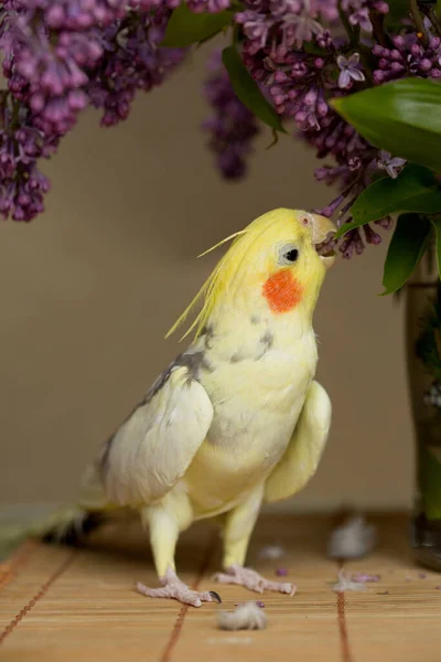 Corella Papegaai Met Rode Wangen Lange Veren — Stockfoto