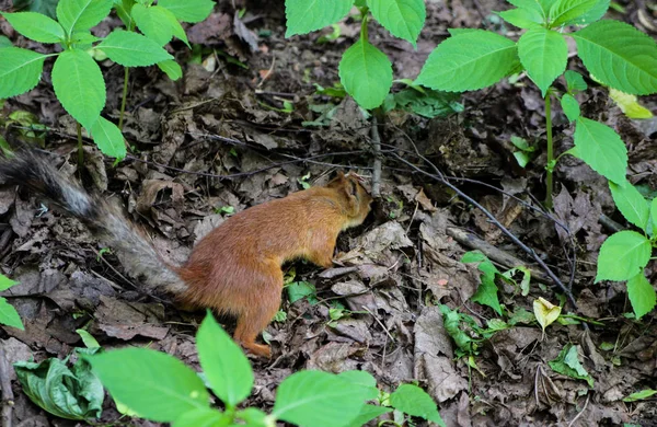 Rotes Eichhörnchen Sucht Trockenem Laub Nach Nüssen — Stockfoto