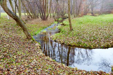 sonbahar ormandaki Creek
